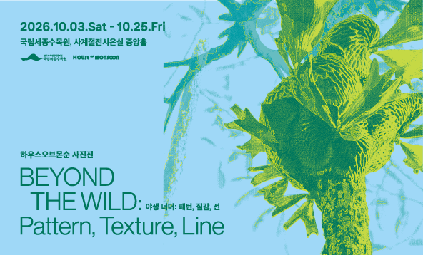 BEYOND THE WILD: Pattern, Texture, Line
