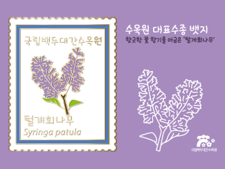 털개회나무_썸네일.png