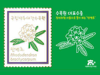 만병초_썸네일.png