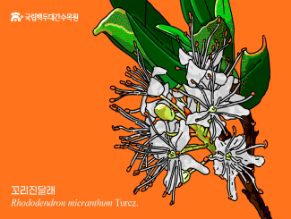 자생꽃_꼬리진달래_썸네일.png