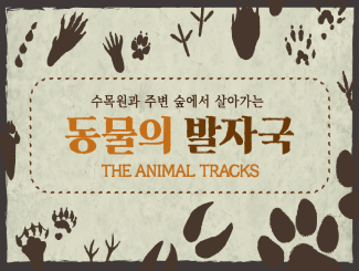 생태이야기 ② 동물의 발자국 The animal Tracks_썸네일.png