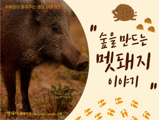 생태이야기 ① 숲을 만드는 멧돼지 이야기_썸네일.png